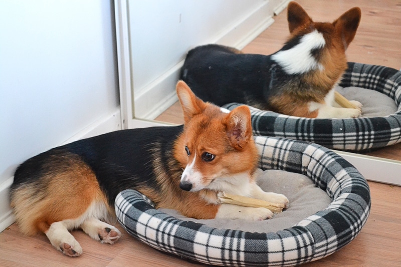 corgi is resting in his memory foam bed next to a mirror
