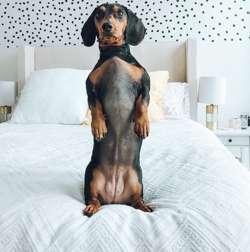 Dachshund is standing on a bed next to his bed stairs