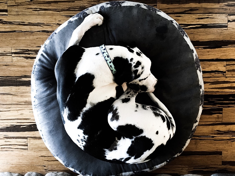 Dalmatian dog is cuddling in his donut calming dog bed
