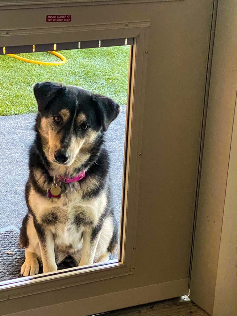 dog is thinking how to get into the house through a dog door
