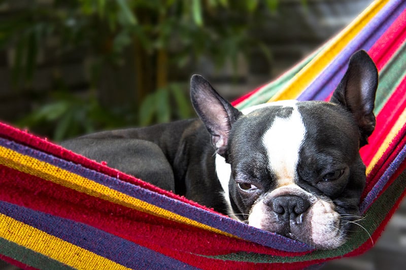 French Bulldog is resting on a colorful hammock bed