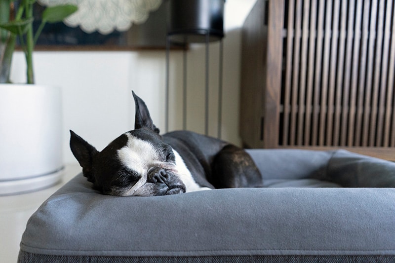 French Bulldog is sleeping in his grey canvas dog bed