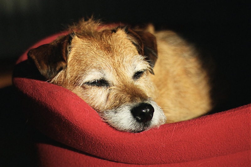 mixed 16 years old Jack Russell is sleeping in his red calming dog bed