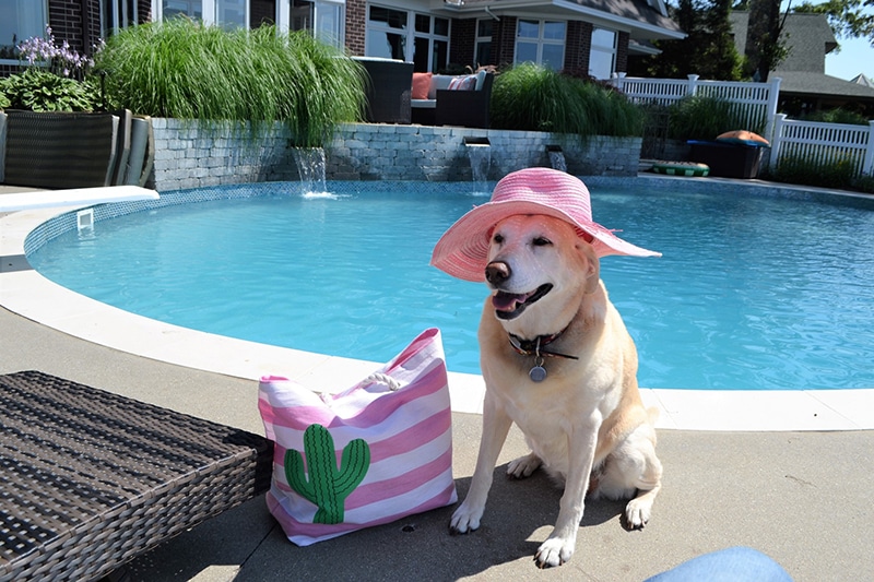 Labrador is cooling himself in the summertime near the pool