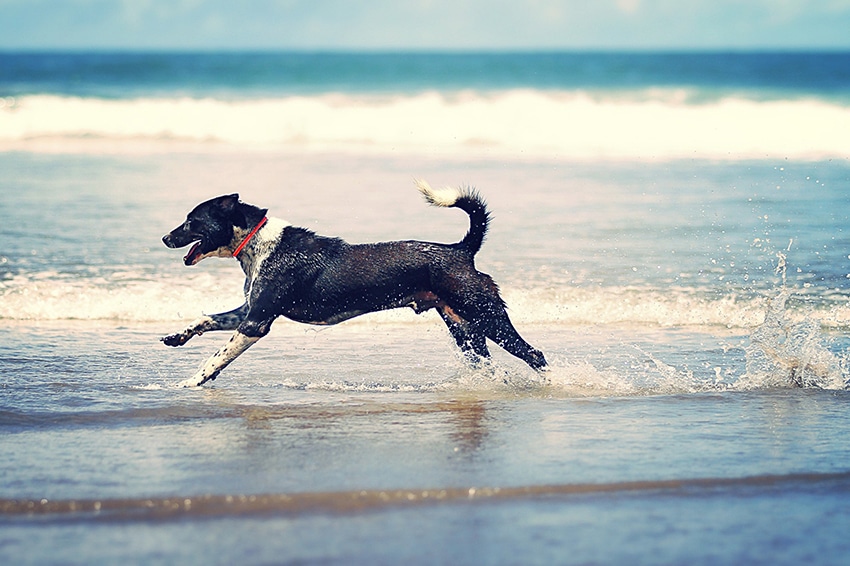 medium size dog running at the beach