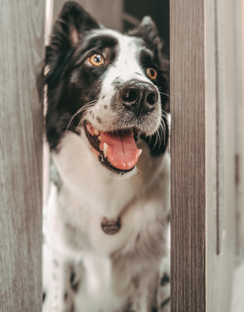 mixed breed dog is looking through a opened door
