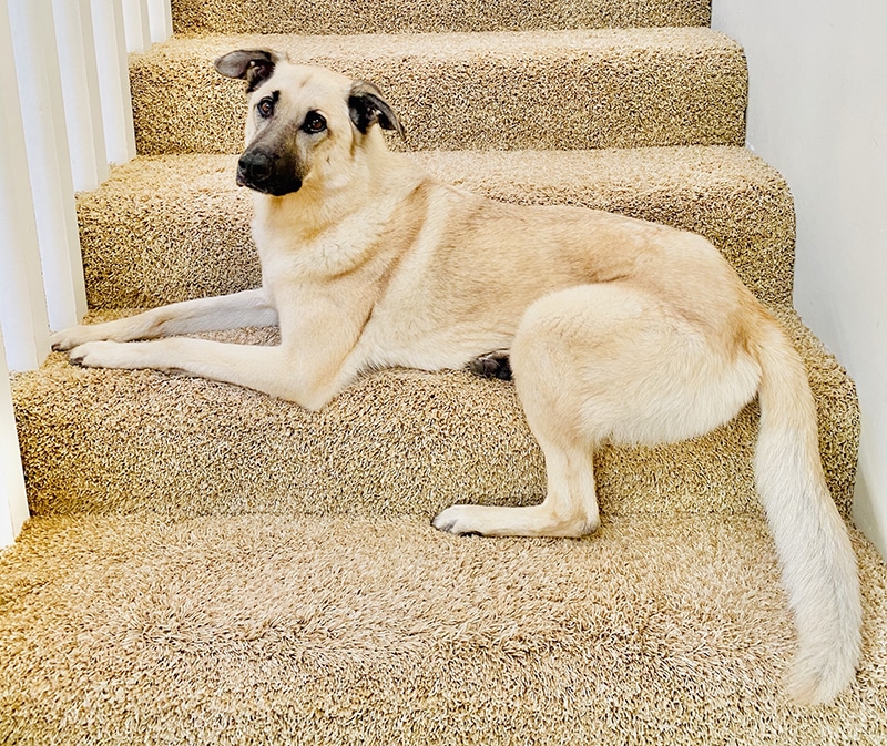 cute mixed dog breed is resting on stairs