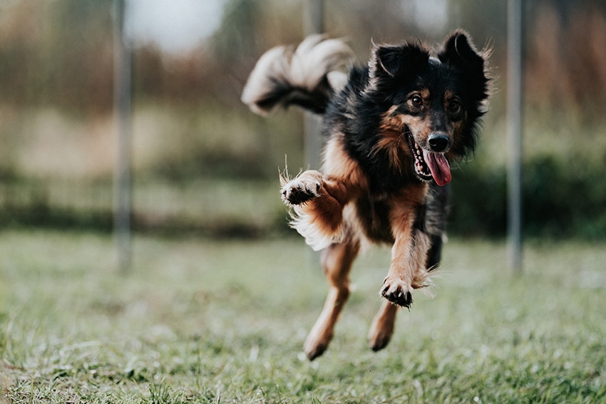 mixed dog breed is happily running