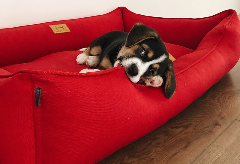 puppy is chilling in his red dog canvas dog bed