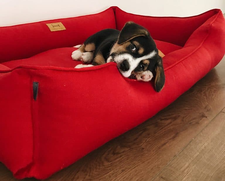 7 Best Indestructible Dog Beds for Heavy Chewers in 2024