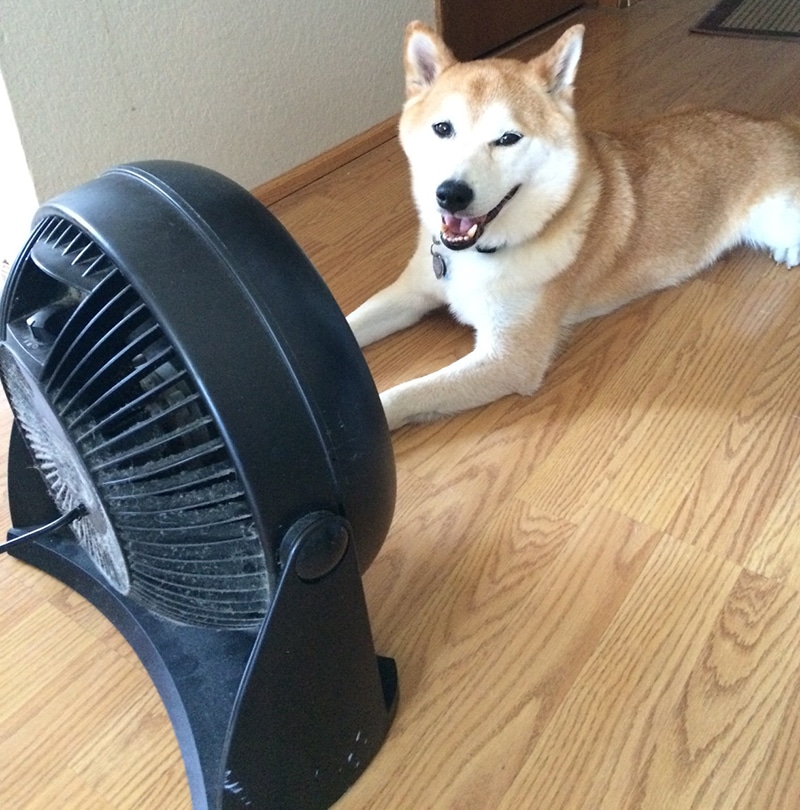 Shiba Uno is cooling herself in a hot summer day