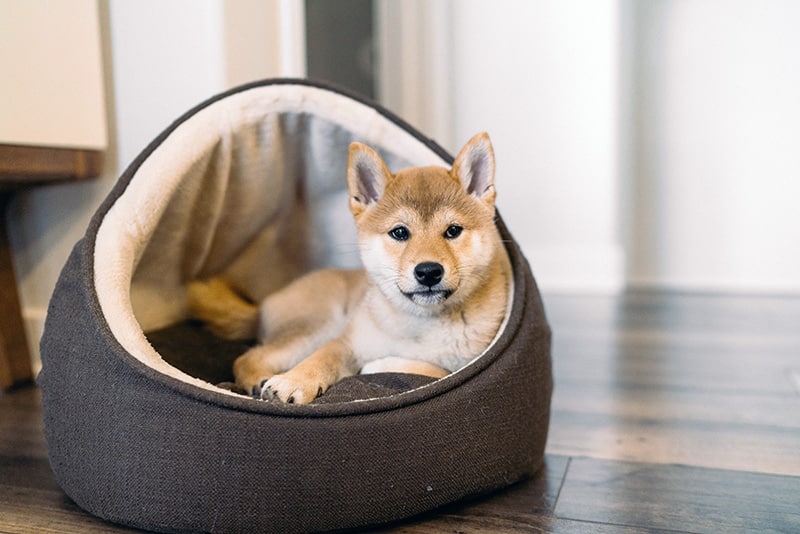 Shiba Uno is laying in her warm covered dog bed