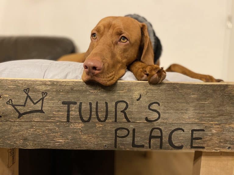 7 Best Indestructible Dog Beds for Heavy Chewers in 2024