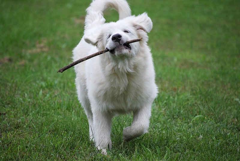 white dog is carrying a stick while walking on the grass