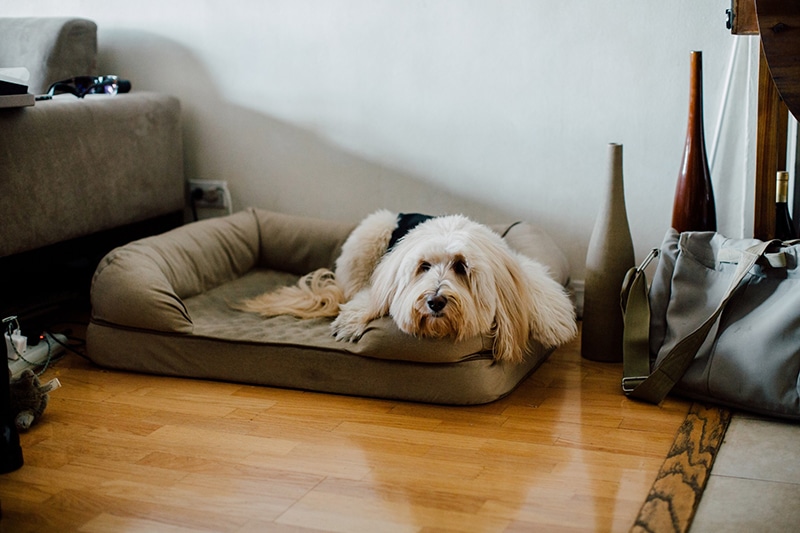 white large terrier is resting in his bolster calming dog bed
