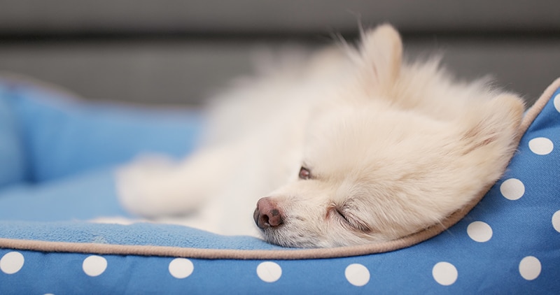 white Pomeranian is napping in her blue heated dog bed