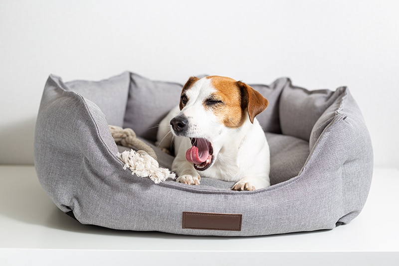 yawning Jack Russell terrier laying inside his Indestructible bed