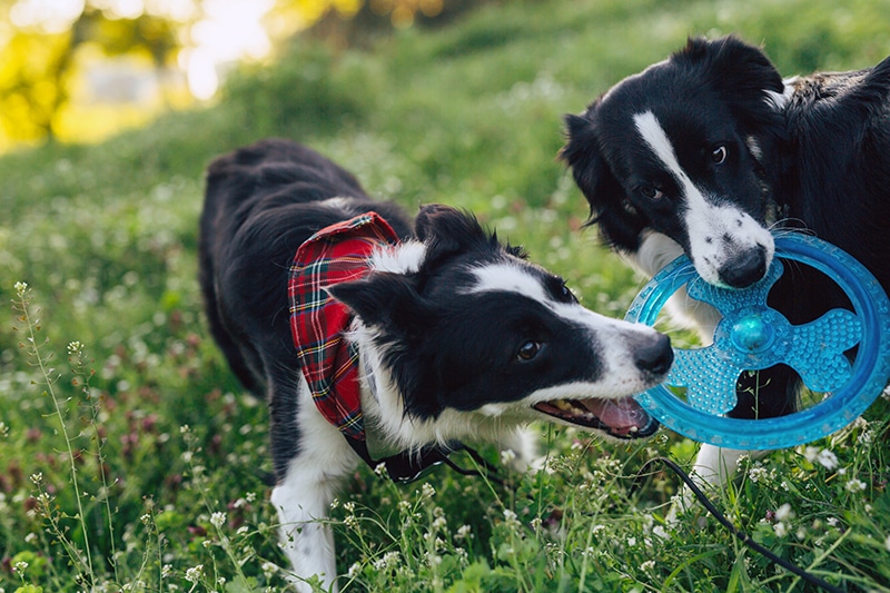2 Border Collies are playing tug with their blue wheel chew toy