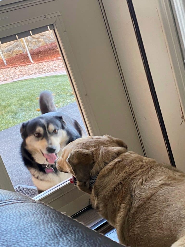 2 dogs is staring at each other through the dog door