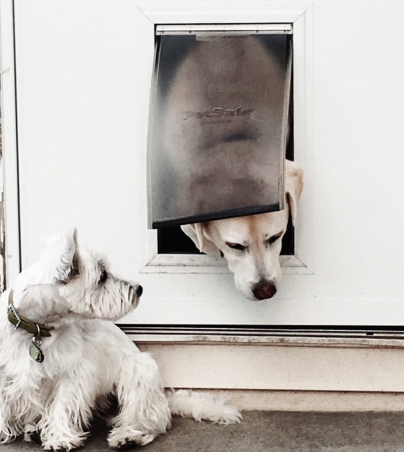 2 dogs using their dog door