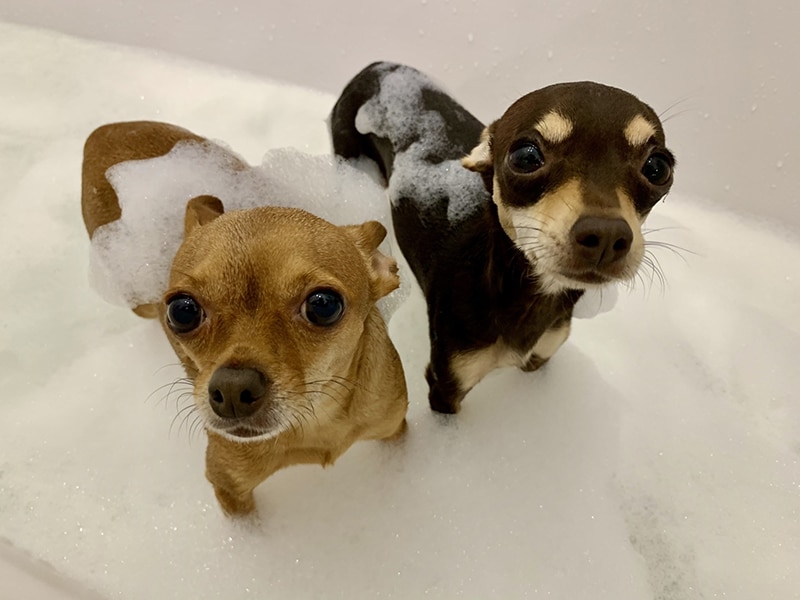 2 dogs with itchy skin are having a bath with anti itching shampoo