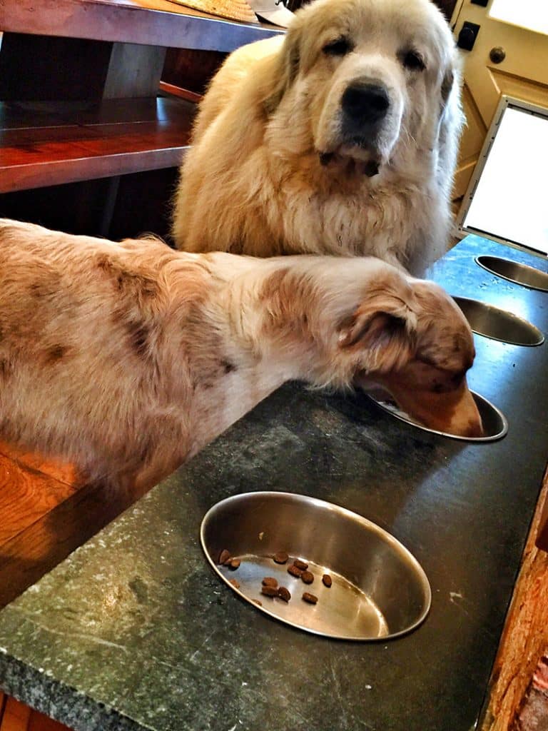 2 large breeds eating from their elevated dog bowls