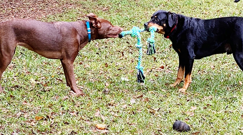 2 large breeds playing fetch together