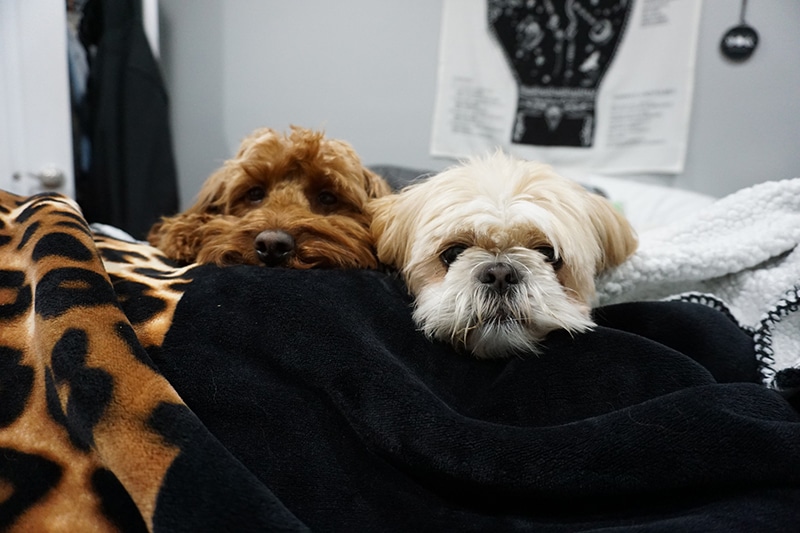 2 terriers dogs are sharing a bed together