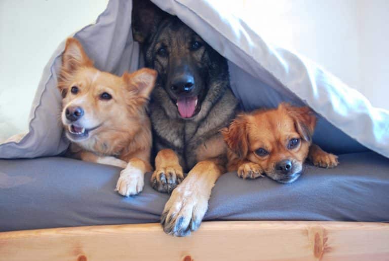 3 dogs posing in their owner bed covered in dog proof sheets