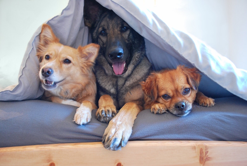 Dog Proof Bedding: The 15 Best Comforters of 2022