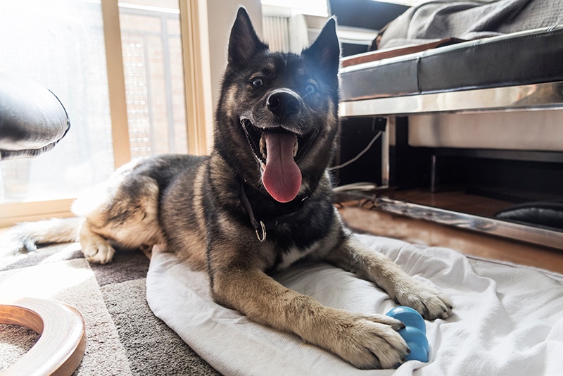 adorable dog is posing with his blue Kong