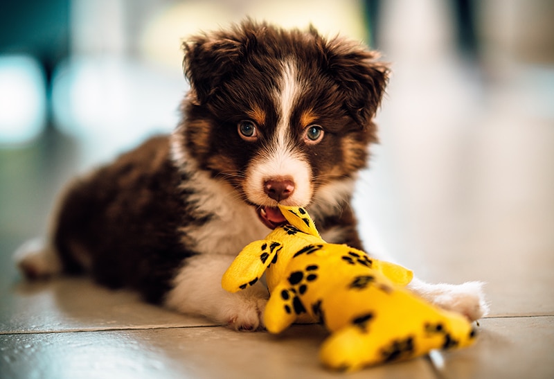 adorable puppy with a yellow toy