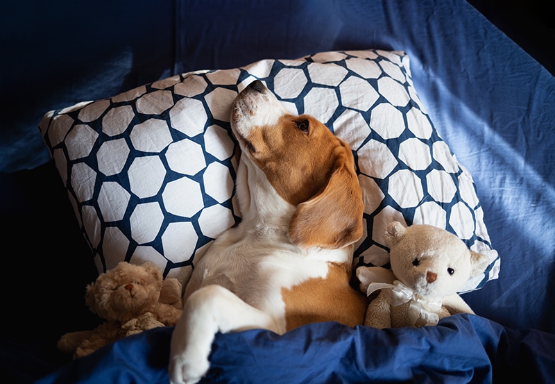 Beagle is cuddling in his human bed with a dog proof bedding