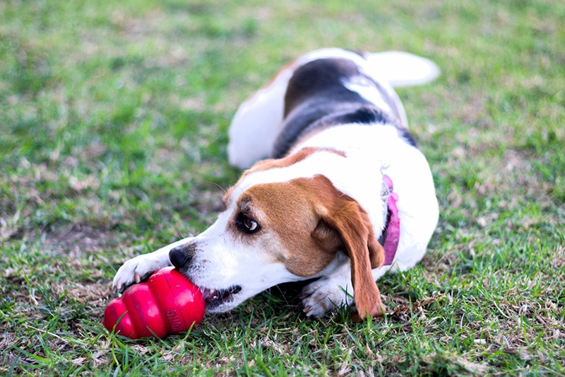 beagle is playing with his red Kong toy