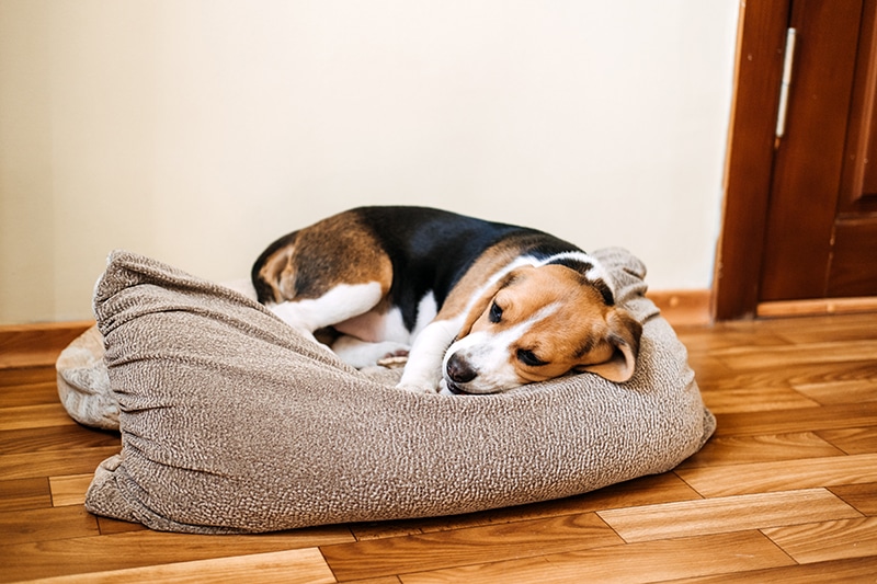 Beagle is resting on his handmade dog bed with a cover