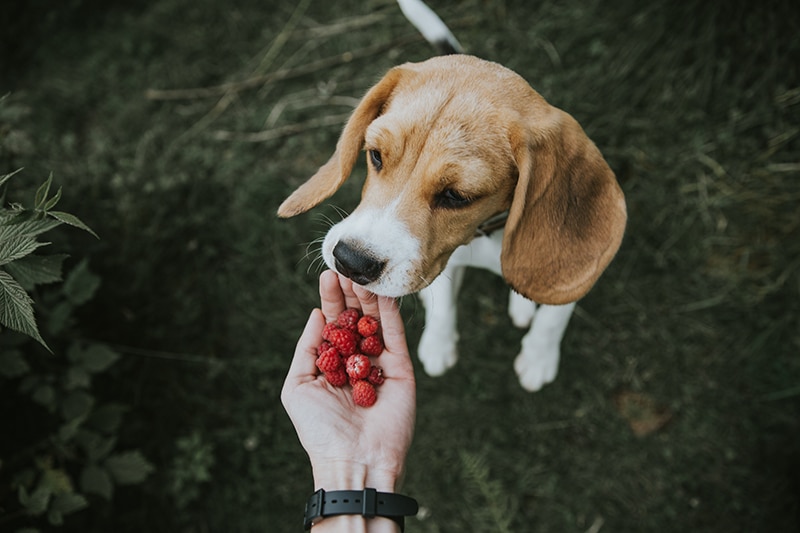 beagle puppies is given redberries by his owner