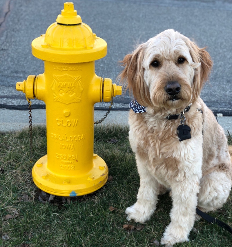 big terrier dog is sitting next to a yellow fire hydrant