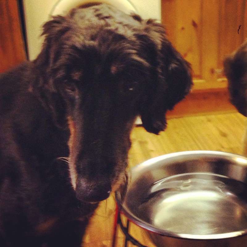 black dog is standing next to his elevated water bowl