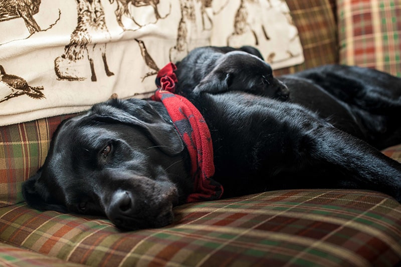 black Labrador is cuddling with a puppy on the sofa