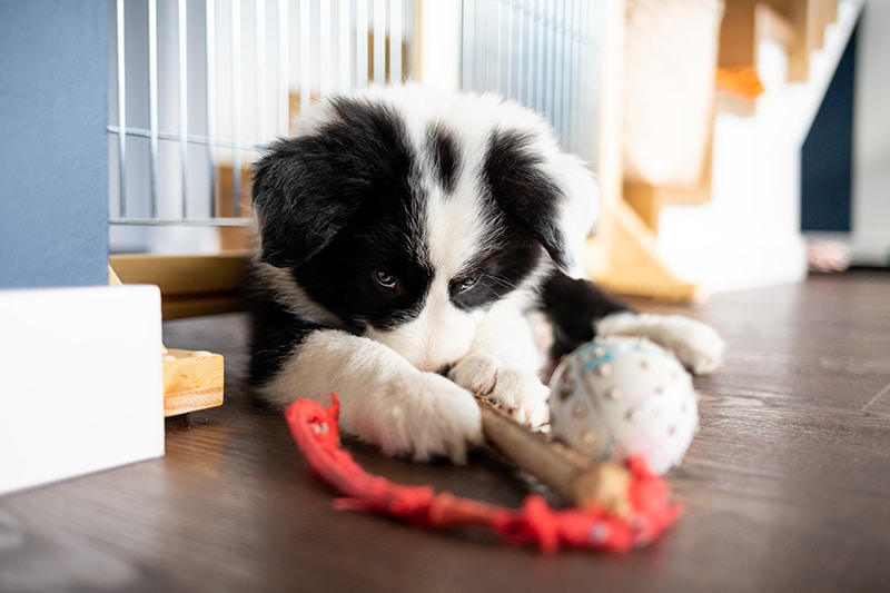 Border Collie puppy is laying next to his toys