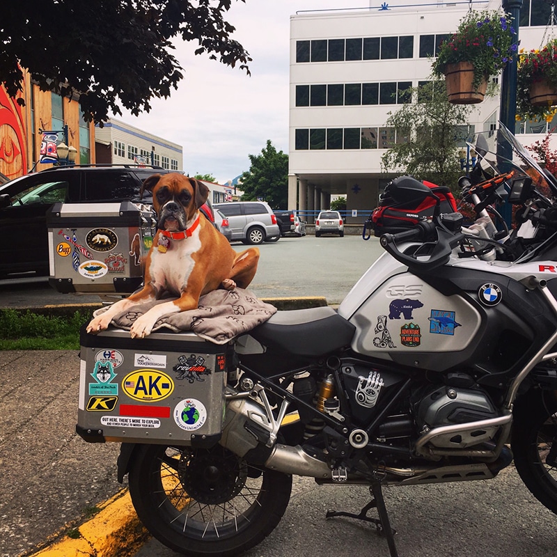 Boxer dog is ready for his motorcycle ride