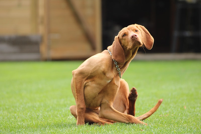 brown dog has an itchy skin