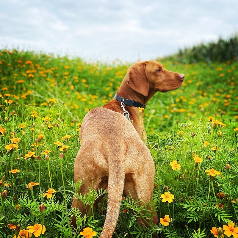 brown dog is about to express his anal glands while pooping after taking Glandex