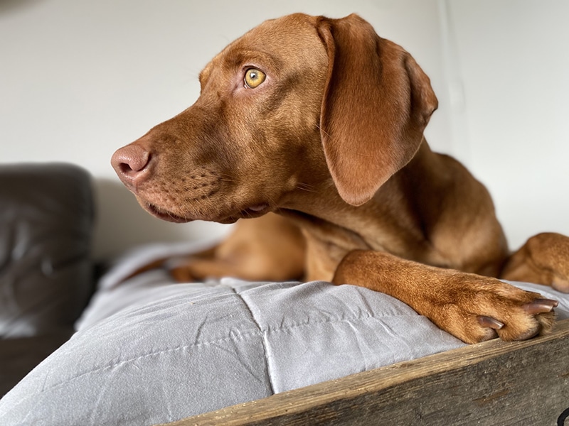 brown dog is laying in his bed