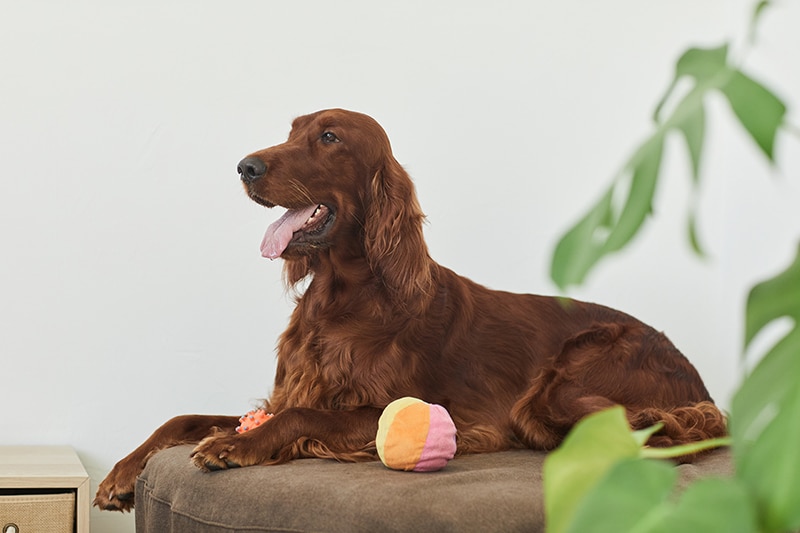 brown dog is sitting on his bed next to his ball