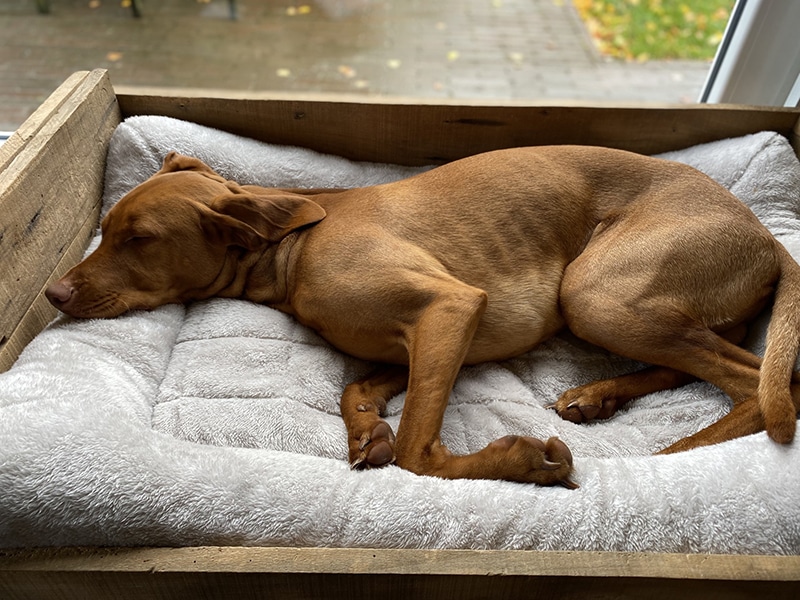 brown dog is sleeping his is wooden bed