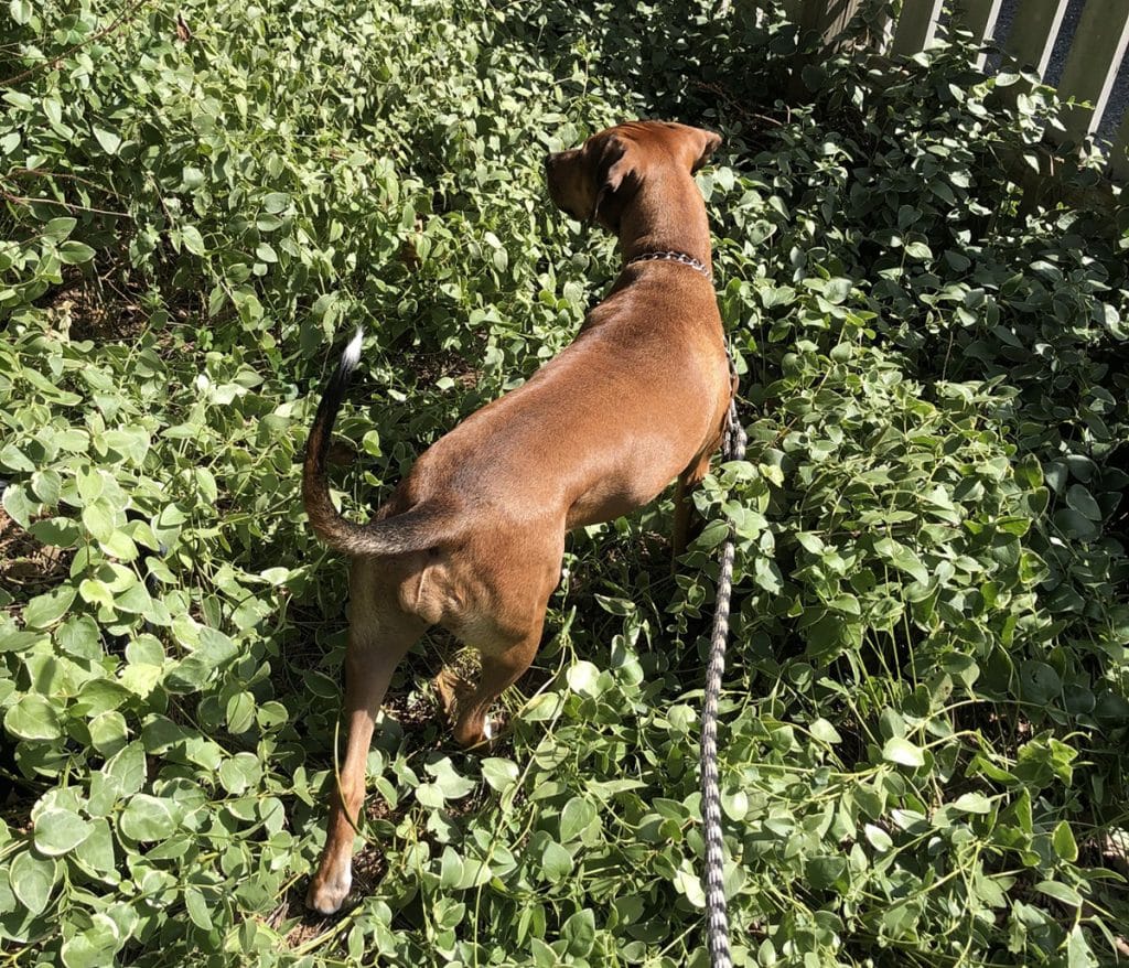 brown dog is stepping on garden full of weeds
