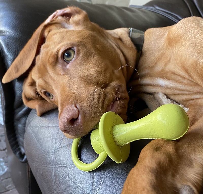 brown puppy is cuddling with his binkie green toy