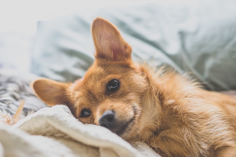 brown puppy is resting in his bed