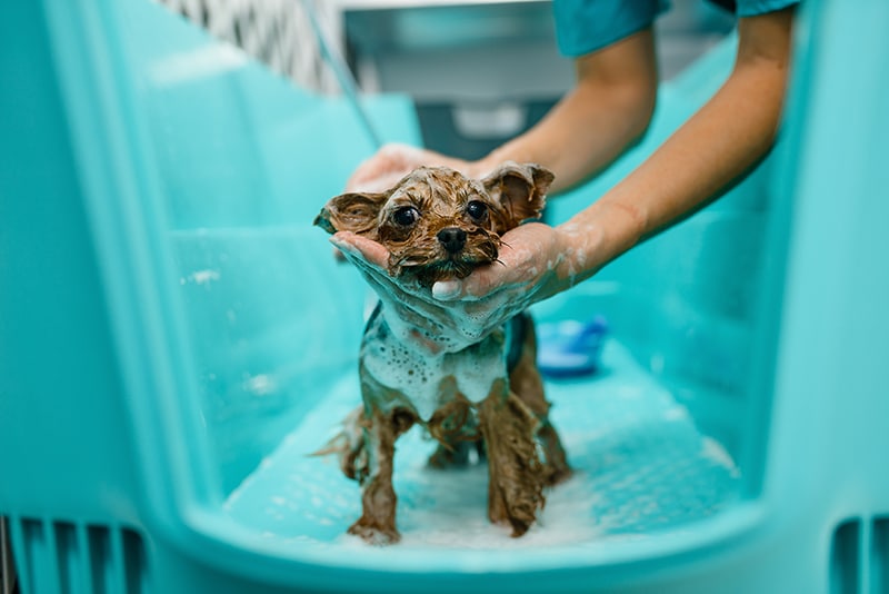 brown small dog is having a shower in a blue dog bath tub